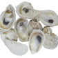 U.S. Shell, 05114 Oyster Shells, 2 to 3 inches, 2'' to 3''