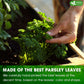 FRESHDRINKUS Parsley Leaf Tea Bags, 100% Natural Herbal Tea, 135 Bags, Vegan, No Sugar, No Caffeine, Gluten-Free