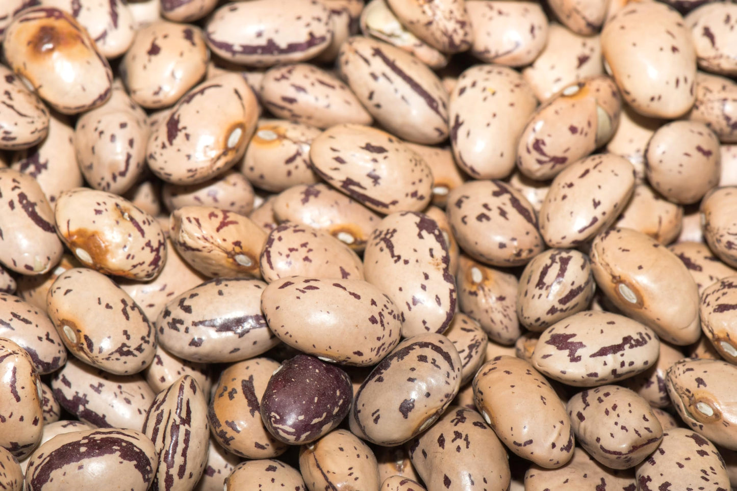 Fresh Pinto Beans By RawJoy | Organic Fresh Pinto Beans Bulk, 35 Pound (Pack of 1)