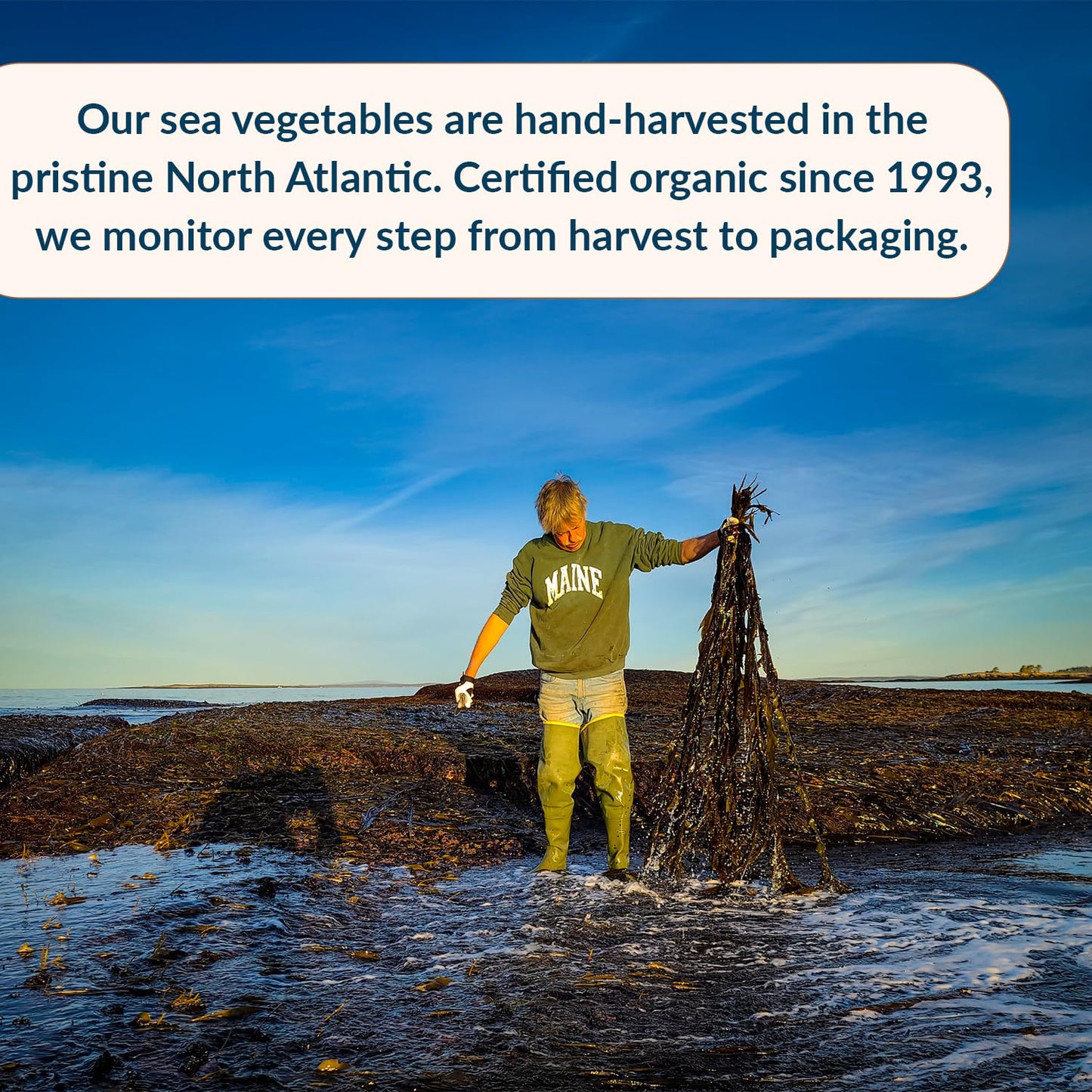 Maine Coast Sea Vegetables Kelp Granules Blend | Organic Seaweed Snacks | Sustainably Harvested | Low Sodium Salt Alternative |