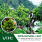 Vixi Green Oolong Tea Loose Leaf, 16.00 Oz, Vietnam'S Mountain Tea, Caffeinated, Dried Whole Full Large Leaves, 100% Natural Fro
