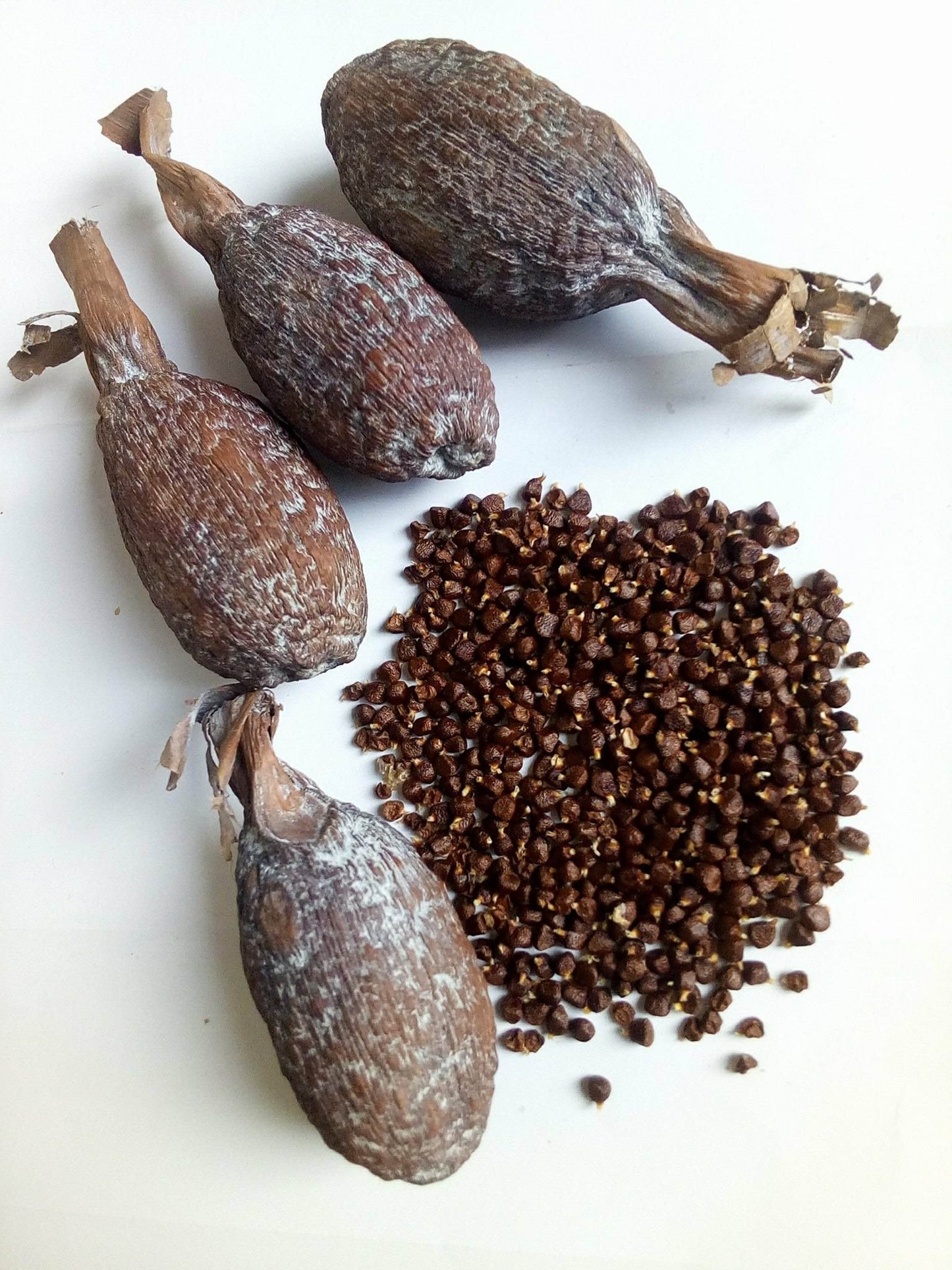 Ghana Alligator Pepper Mbongo Spice Hepper Pepper (10)
