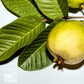 Yerbero - Whole Guava Leaf 4Oz (113G) Herbal Tea (Te Hojas De Guayaba Enteras) | Makes 40+ Cups | Crafted By Nature100% All Natu