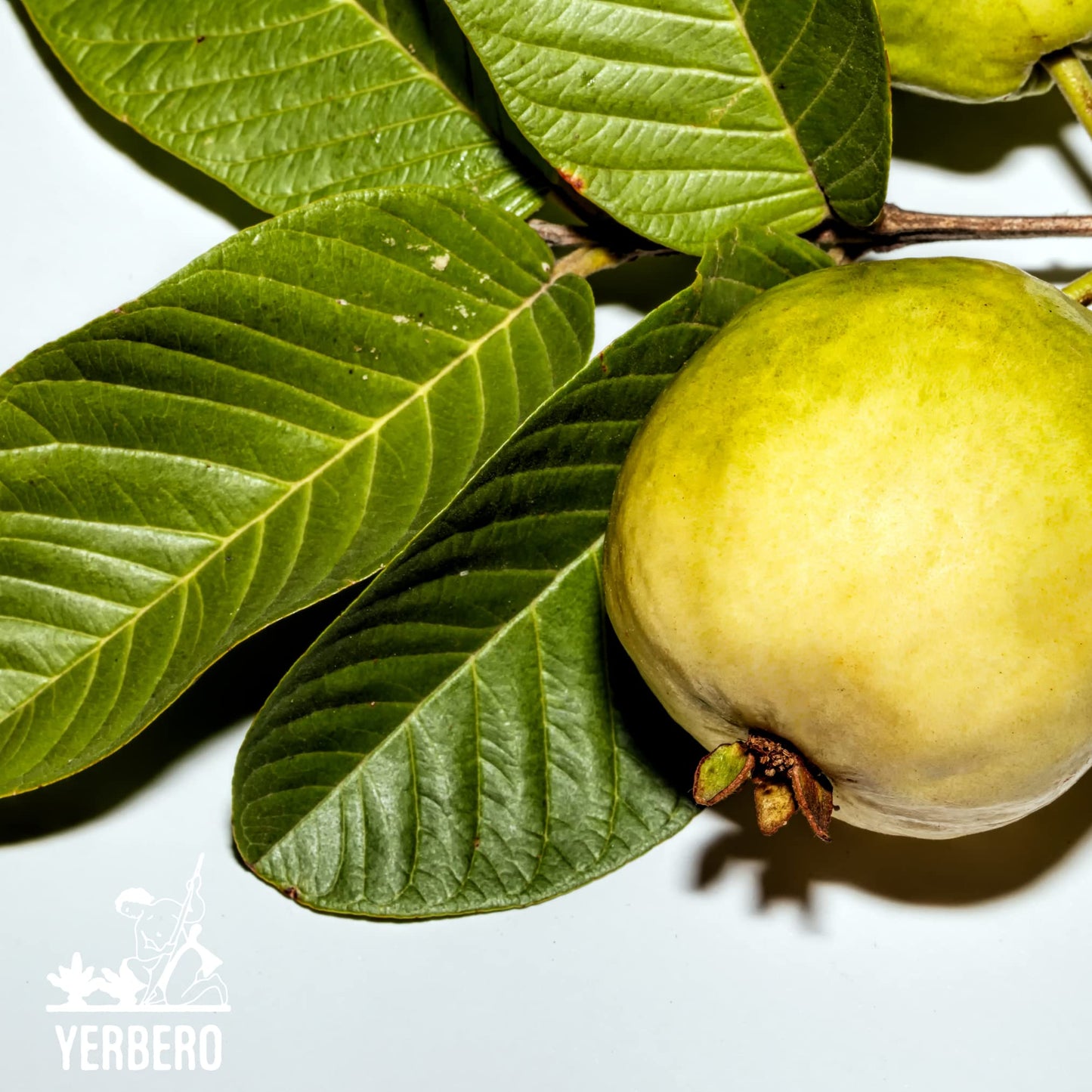 Yerbero - Whole Guava Leaf 4Oz (113G) Herbal Tea (Te Hojas De Guayaba Enteras) | Makes 40+ Cups | Crafted By Nature100% All Natu