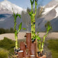 Lucky Bamboo 20 Stalks Of Pure Luck, Free Butterfly Stake, No Green Thumb Required! Just Add Water, Indoor Perennial Plants, Ide