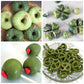 Herbeklab Olive Oil Based Food Coloring, 2 Fl Oz Concentrated Olive Green Dye for Melting Chocolate, Candy Melts, Cake Pops, Strawberries