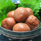 Japanese Ume Plum Paste With Shiso (8.8 Oz/250G) - Made In Japan, Gluten Free, Vegan, Umeboshi, Sour, Convenient Tube, Onigiri,