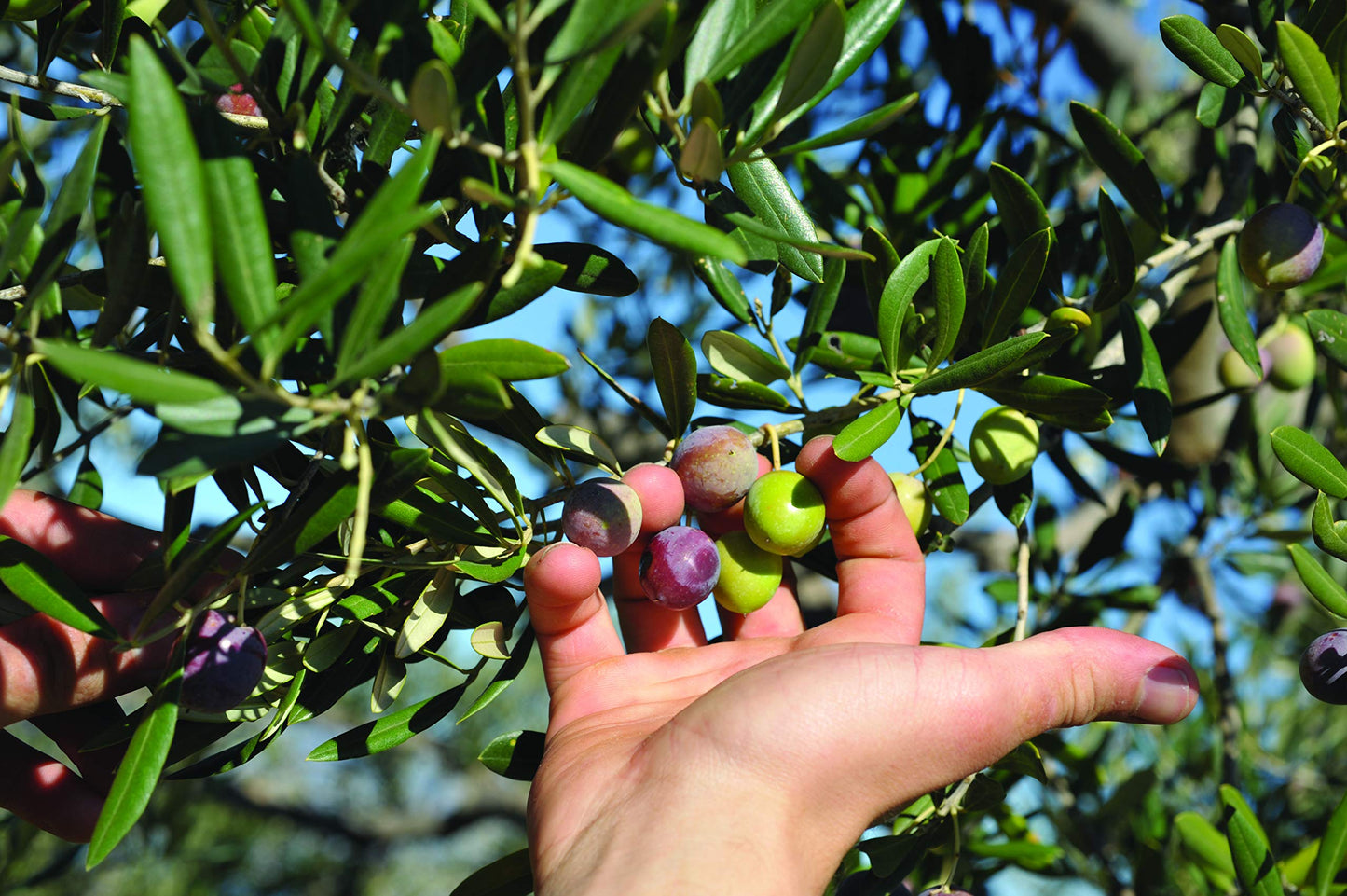 Croatia Rich Polyphenol Extra Virgin Olive Oil From Island Of Brac, Mild And Delicate Flavor, 100% Pure & Natural Croatian Cold