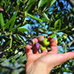 Brachia Extra Virgin Olive Oil, First Cold-Pressed, Strong Fruity Flavor, 16.9 Fl Oz, Imported from Croatia