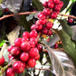 Koffee Kult Colombian Medium Roast Coffee Beans, 100% Arabica, Whole Bean, 80oz