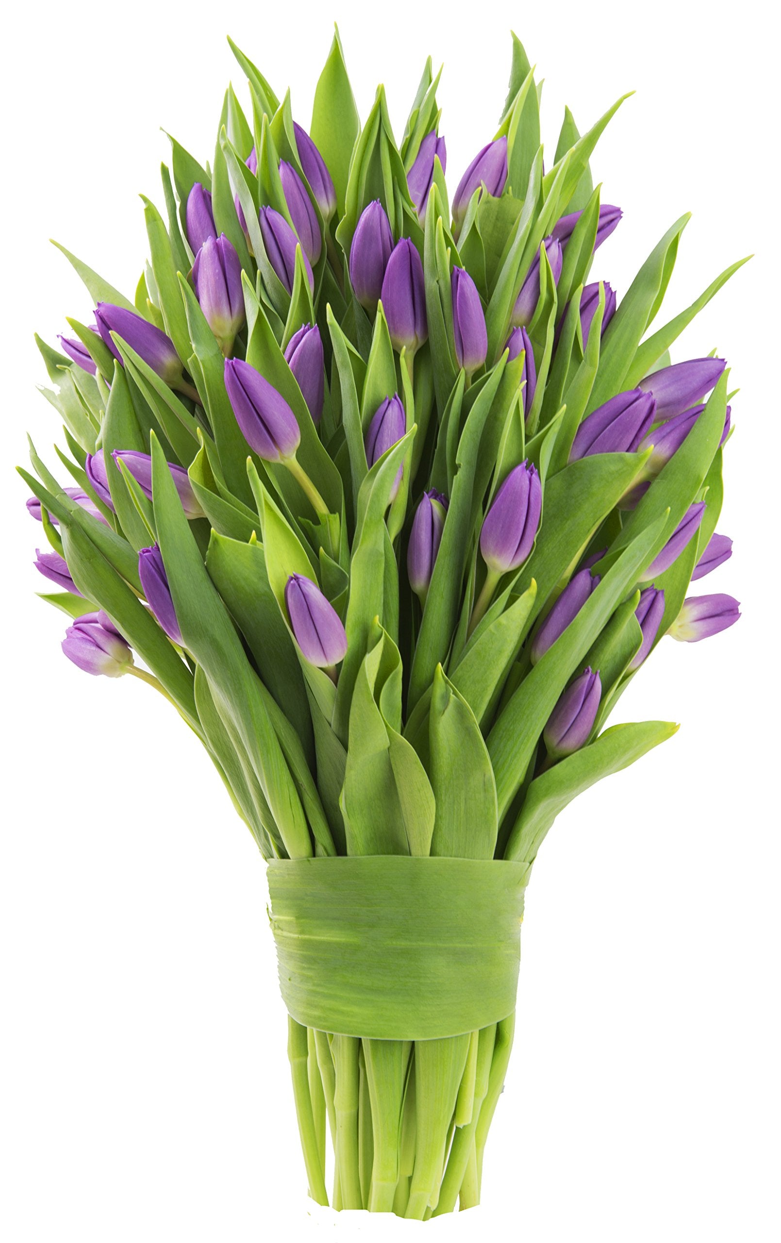 Blooms2Door Mothers Day Flowers - 50 Purple Tulips, Fresh Cut, Farm-Fresh, USA Grown, Model KBDF1195-V999-A999