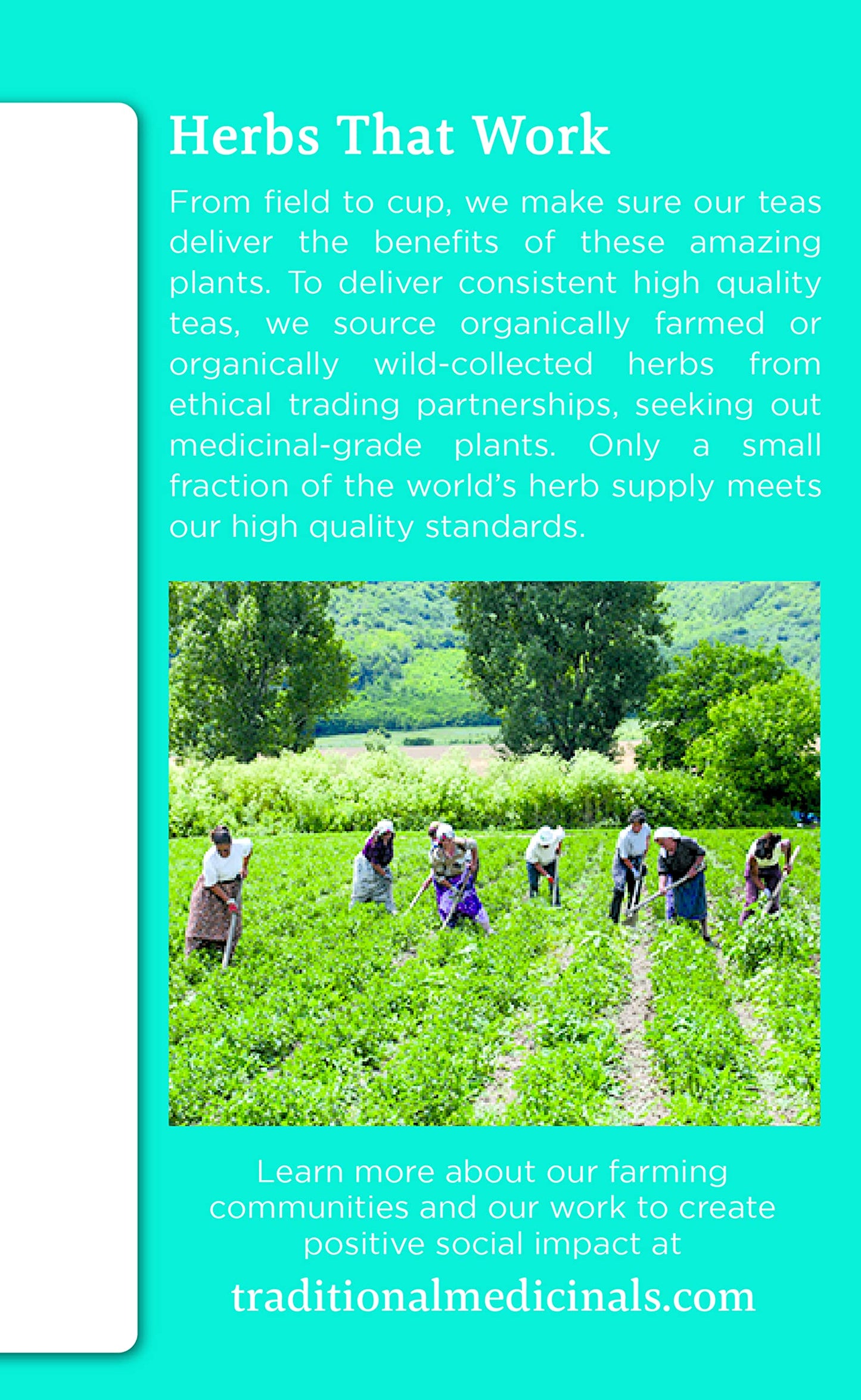 Traditional Medicinals Organic Everyday Detox Schisandra Berry Herbal Tea, Supports Healthy Liver Function, (Pack Of 3) - 48 Tea Bags Total