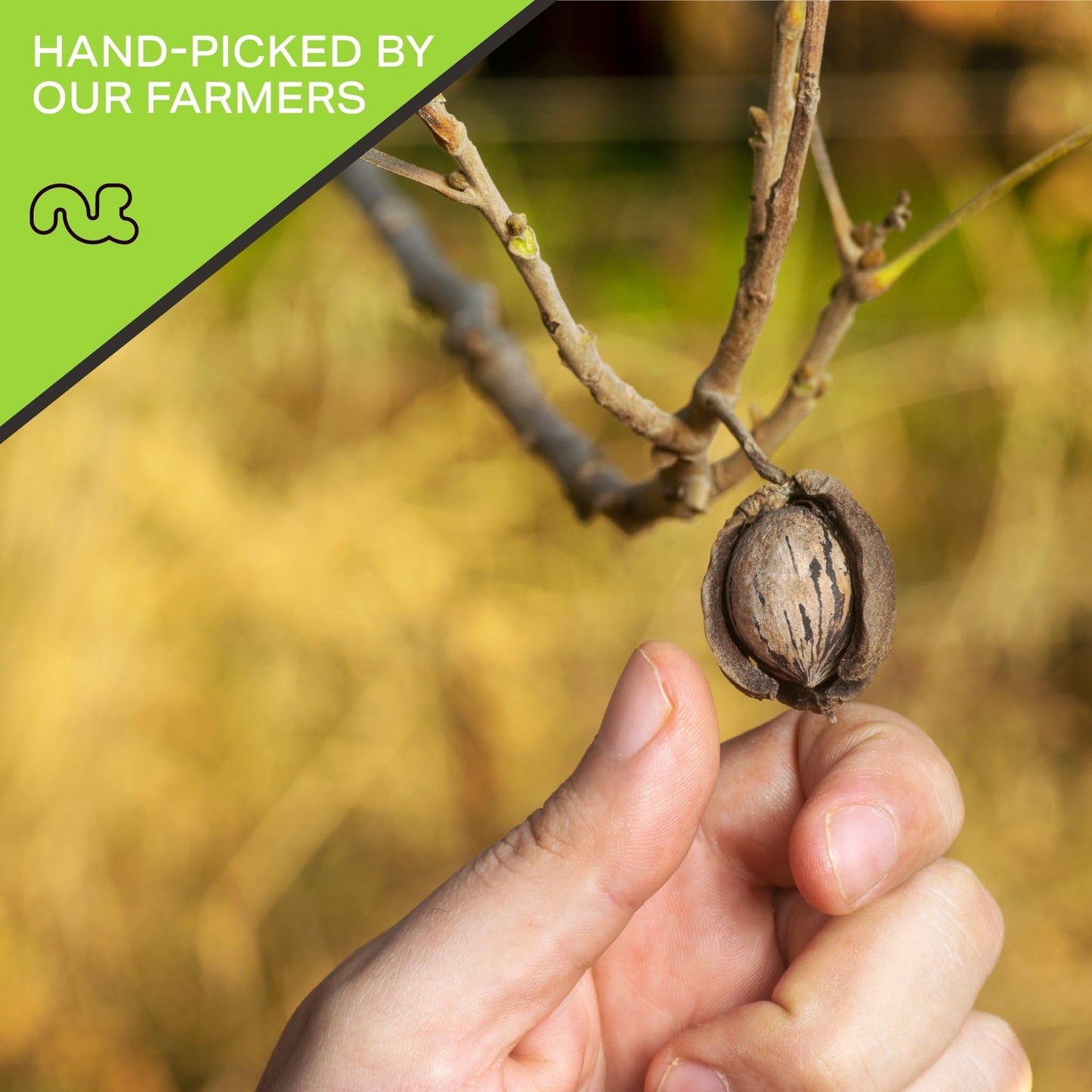 Raw Hard Shell Pecans, Superior To Organic (32Oz - 2 Lb) Bulk Nuts Packed Fresh In Resealable Bag - Healthy Protein Food Snack,