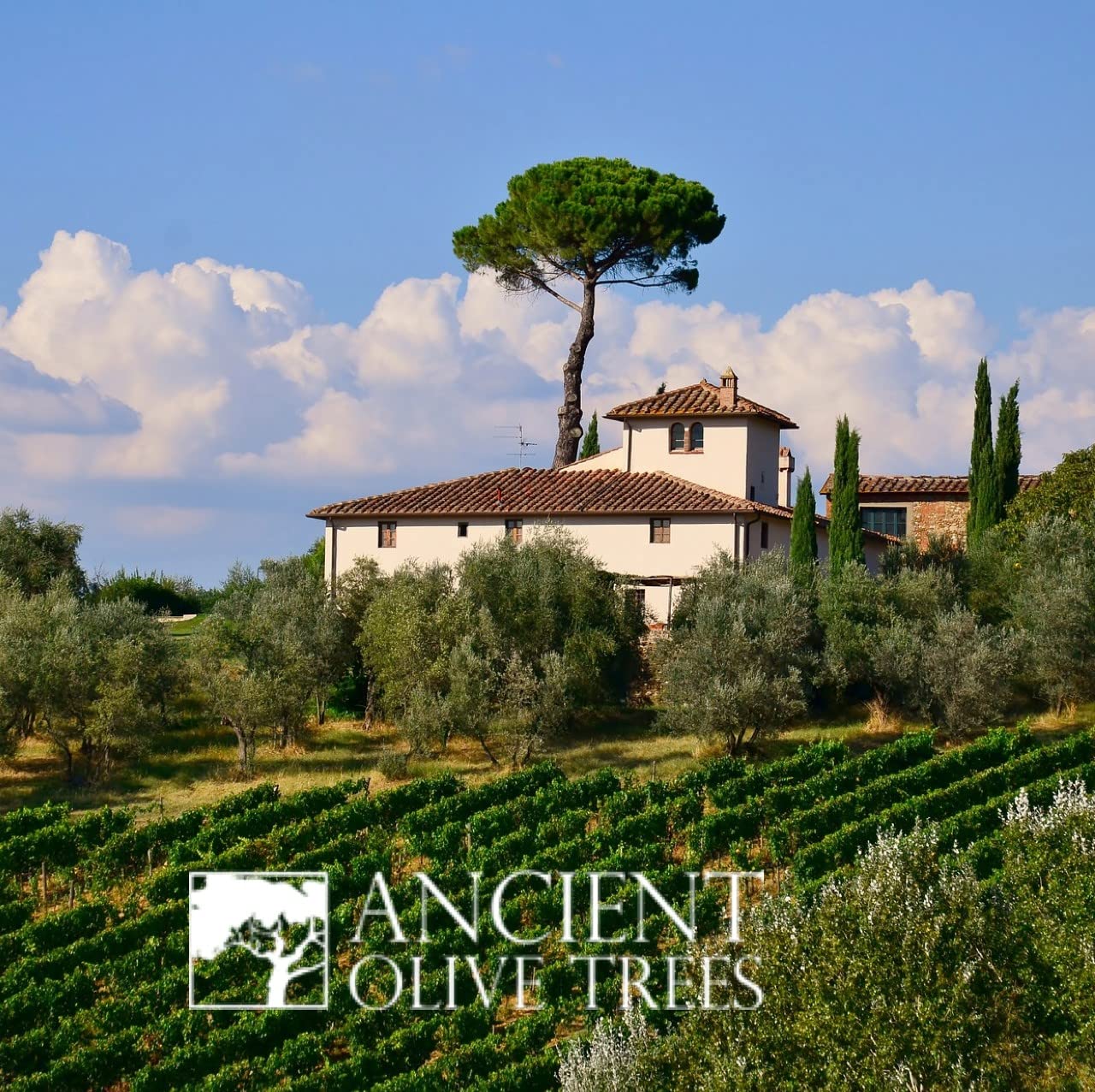 ANCIENT OLIVE TREES - Balsamic Vinegar | Aceto Balsamico di Modena IGP | Perfect for Any Sauce, Marinade, Salad, Fruit, or Veget