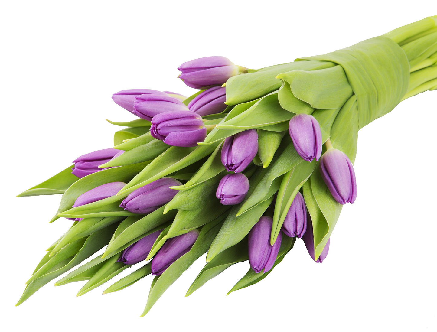 Kabloom Flowers - Bouquet Of 20 Purple Tulips Farm-Fresh From Holland - Gift For Birthday, Sympathy, Anniversary, Get Well, Thank You, Valentine, Mother’S Day Fresh Flowers