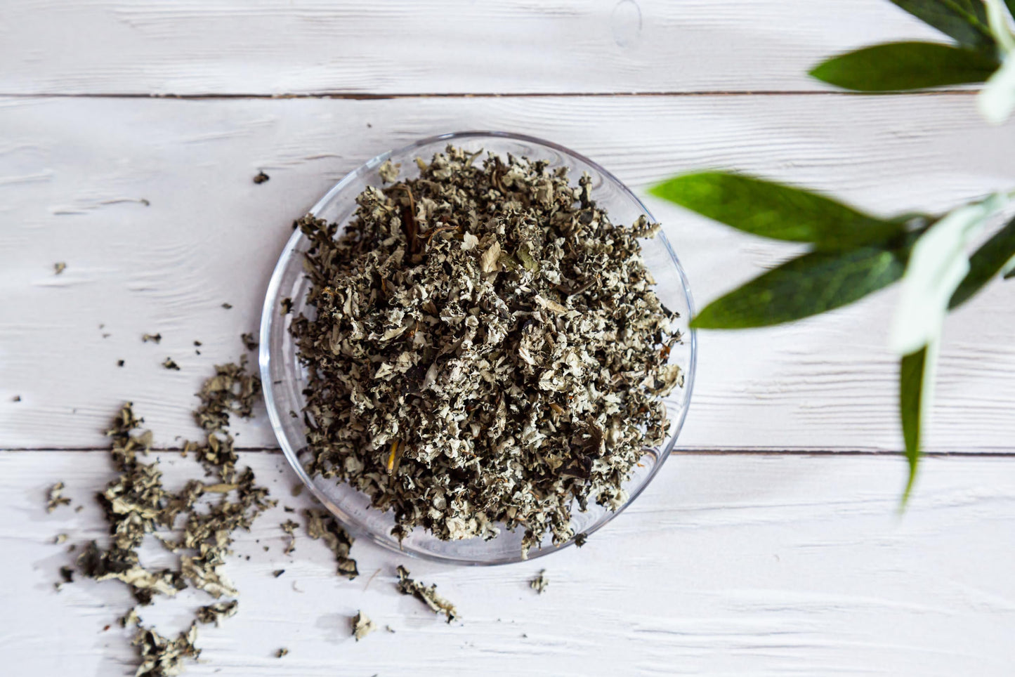 Raspberry Leaf Tea - 16Oz (REAL WILD HARVEST) | 100% USDA Certified ORGANIC | Loose Leaf (Rubus idaeus aka Wild Raspberry Leaves
