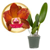 Better-Gro Cattleya Hybrid Orchid, 4'' Live Plant, RLC Volcano Jewel Volcano Queen, Blooms Within 6-12 Months with Proper Care, 