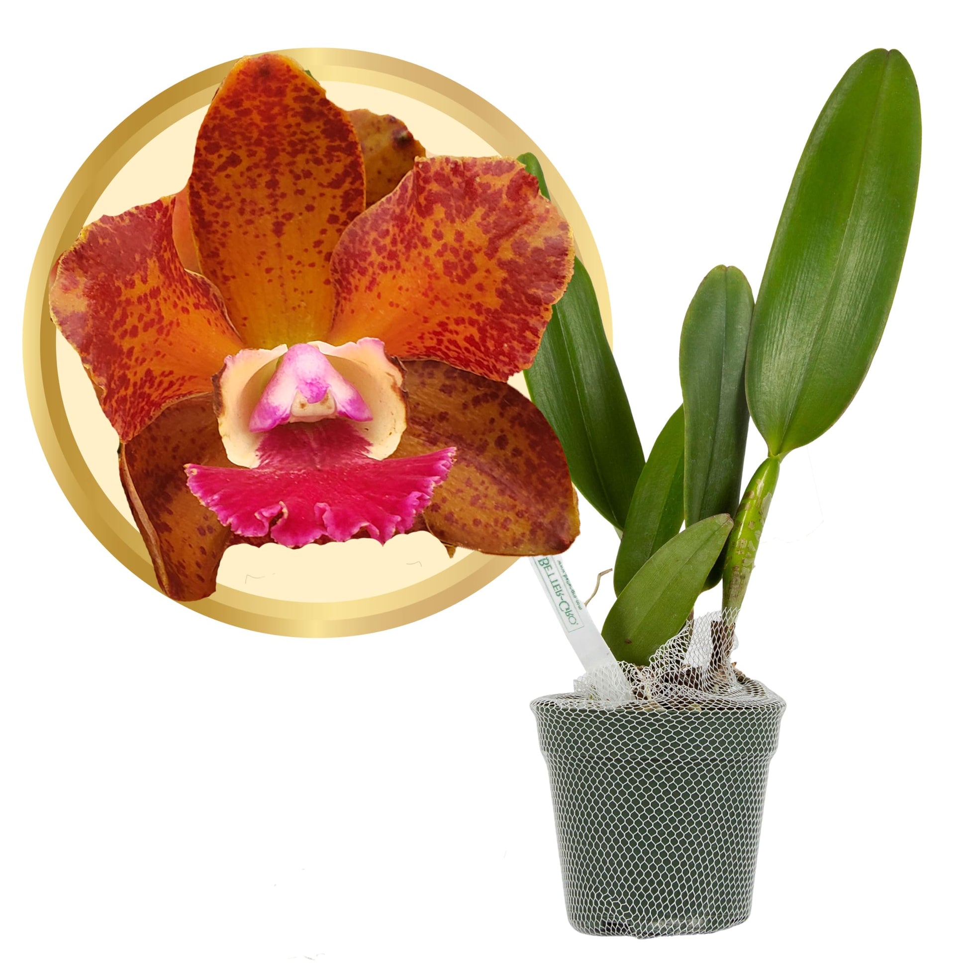 Better-Gro Cattleya Hybrid Orchid, 4'' Live Plant, RLC Volcano Jewel Volcano Queen, Blooms Within 6-12 Months with Proper Care, 