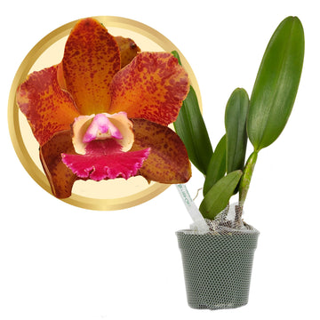 Better-Gro Cattleya Hybrid Orchid, 4'' Live Plant, RLC Volcano Jewel Volcano Queen, Blooms Within 6-12 Months with Proper Care, 