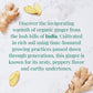 The Republic of Tea Organic Indian Ginger SuperHerb Tea, 250 Herbal Tea Bags, Caffeine-Free