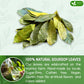 FRESHDRINKUS Soursop Graviola Tea, 75 Premium Dried Leaves, Vegan, Non-GMO, No Sugar, Gluten, or Caffeine