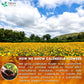 Calendula Tea Bags, 100% Natural and Pure Calendula Flowers, Eco-conscious Tea Bags. Calendula Flower Herbal Tea. No Sugar, No Caffeine, No Gluten, Vegan.