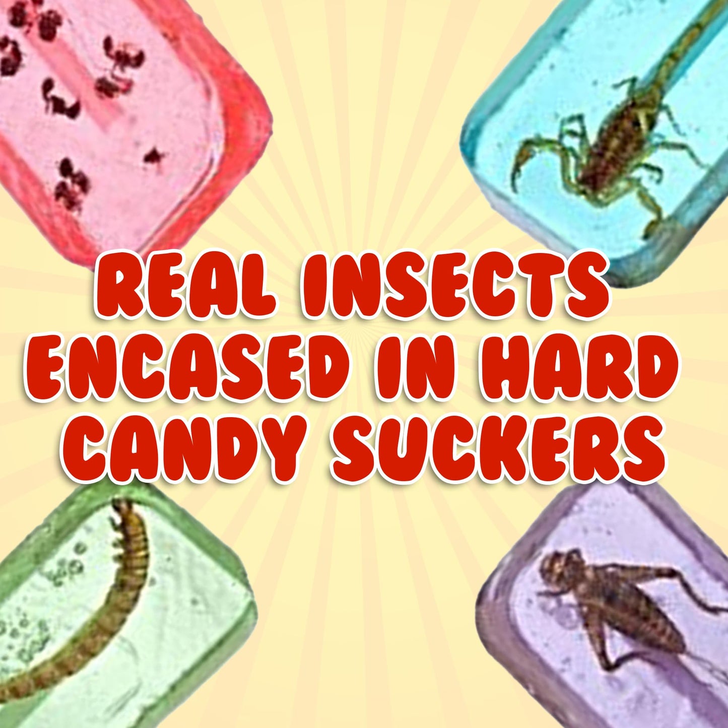 HotLix Insect Lollipops (4-Pack) | Includes Scorpion  Worm  Ants  Cricket | Bug Candy Suckers Individually Wrapped | Bug Lollipops with Real Edible Insects | Weird Candy Pack