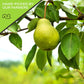 Sun Dried California Pears, No Sugar Added (32Oz - 2 Lb) Packed Fresh In Resealable Bag - Sweet Fruit Snack Treat - Healthy Food