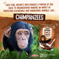 Envirokidz   Organic Gluten-Free Cereal, Chocolate Choco Chimps, 10 Ounce Box