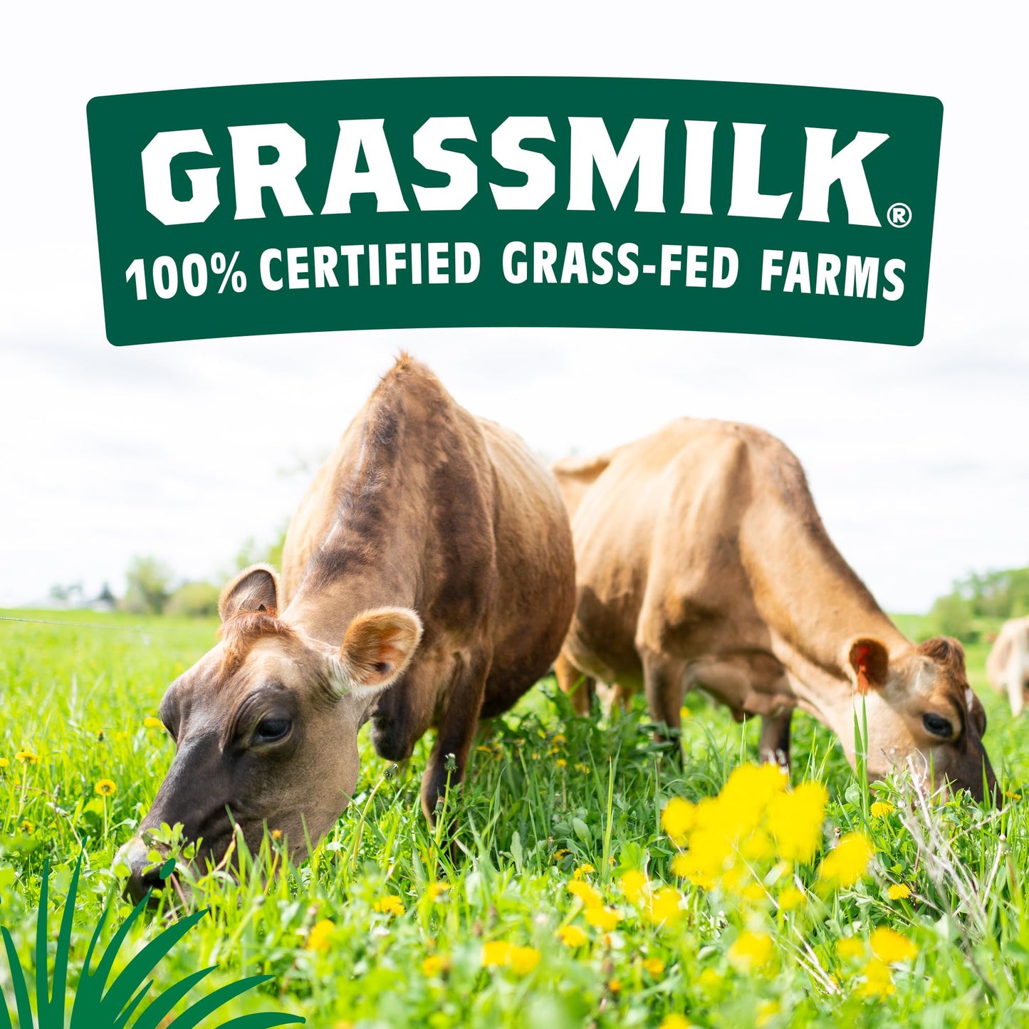 Organic Valley Grassmilk Organic 2% (Reduced Fat) Milk - Organic, Grass Fed, Non GMO - 64 oz (Half Gallon)