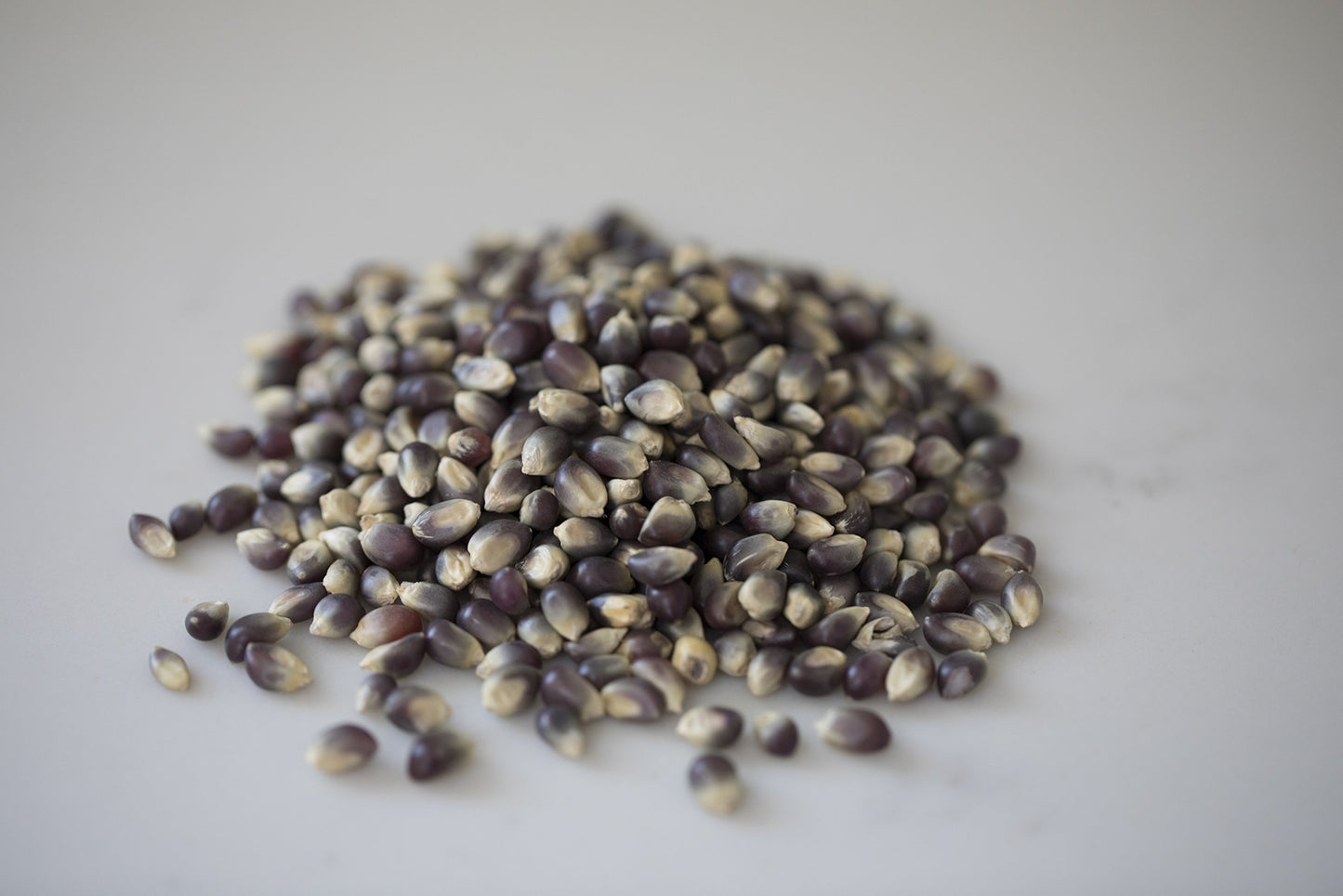 Amish Country Popcorn | 50 lbs Bag Blue Kernels | Old Fashioned, Non-GMO and Gluten Free (50lbs Bag)