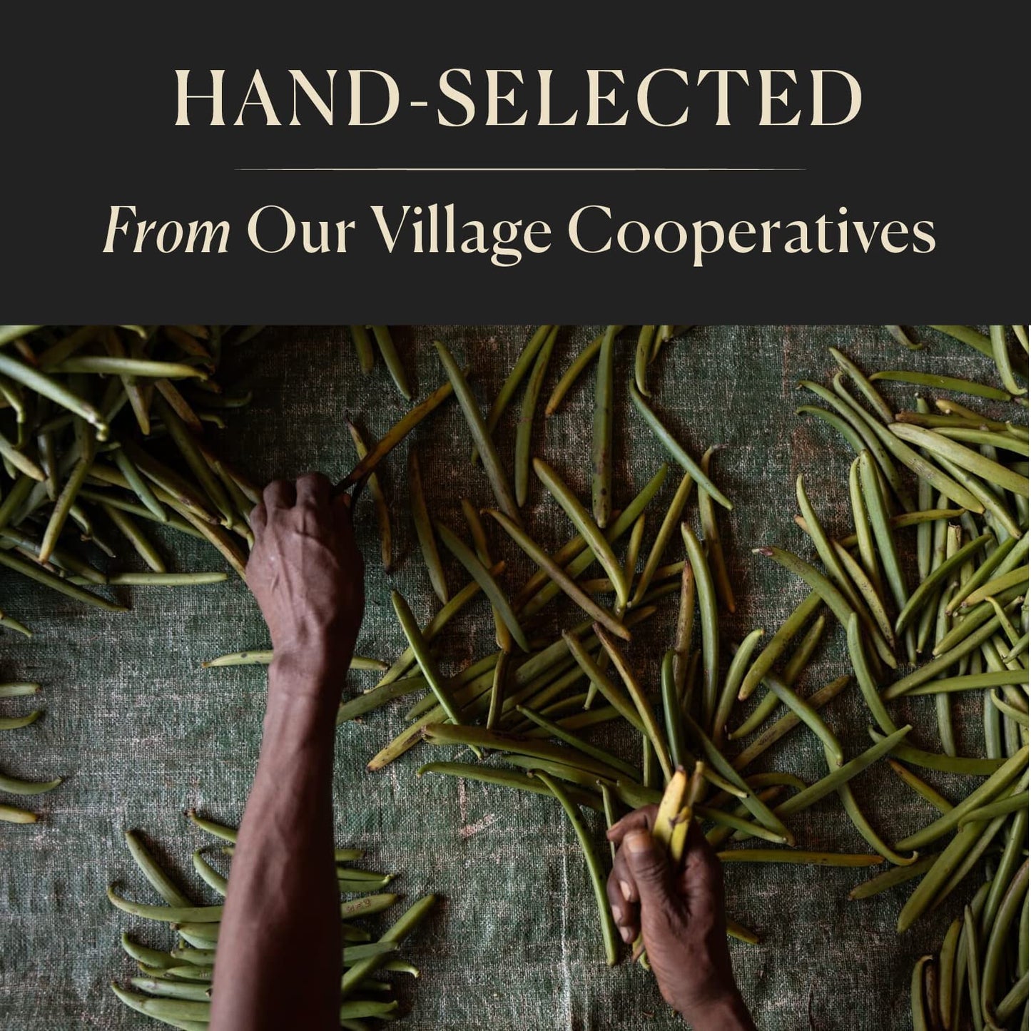 COOKS Organic Madagascar Vanilla Beans - Grade A Pods for Extract & Baking, 10 Count