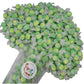 All Flavor Gourmet Salt Water Taffy (Key Lime, 2 Lb)