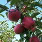 Kauffman Orchards Fresh Pink Lady Apples, Hand-Picked, Non-Waxed, Box of 8 Apples