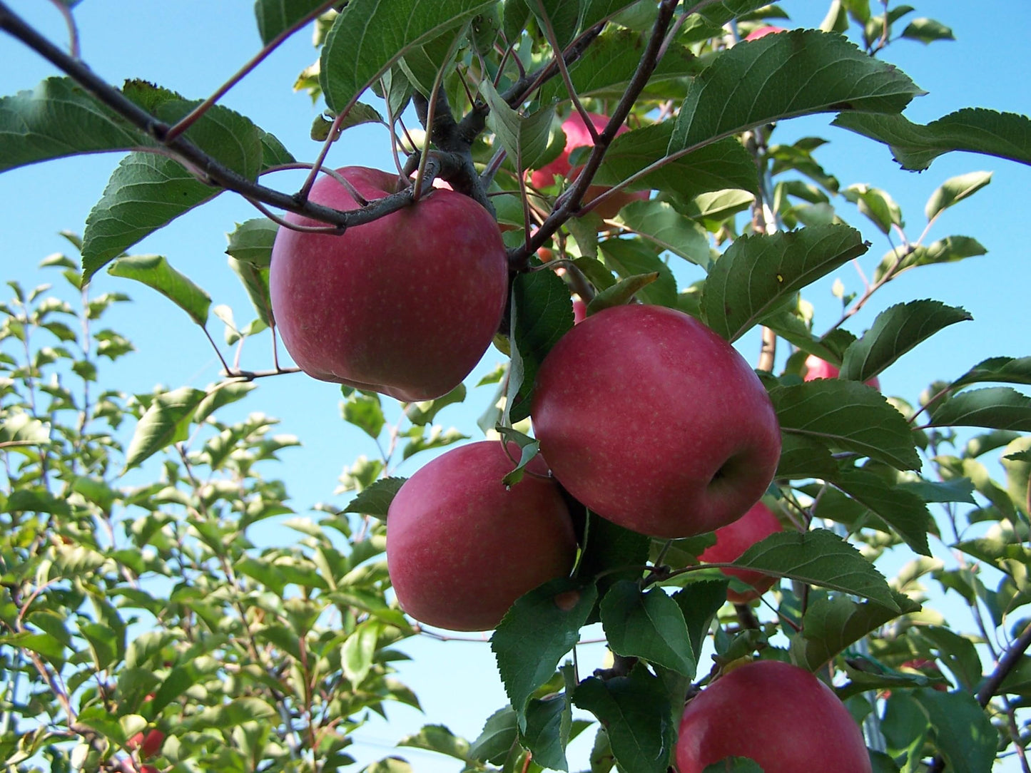 Kauffman Orchards Fresh Pink Lady Apples, Hand-Picked, Non-Waxed, Box of 8 Apples