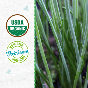 Seed Packet - Chives 'Garlic' 140Mg