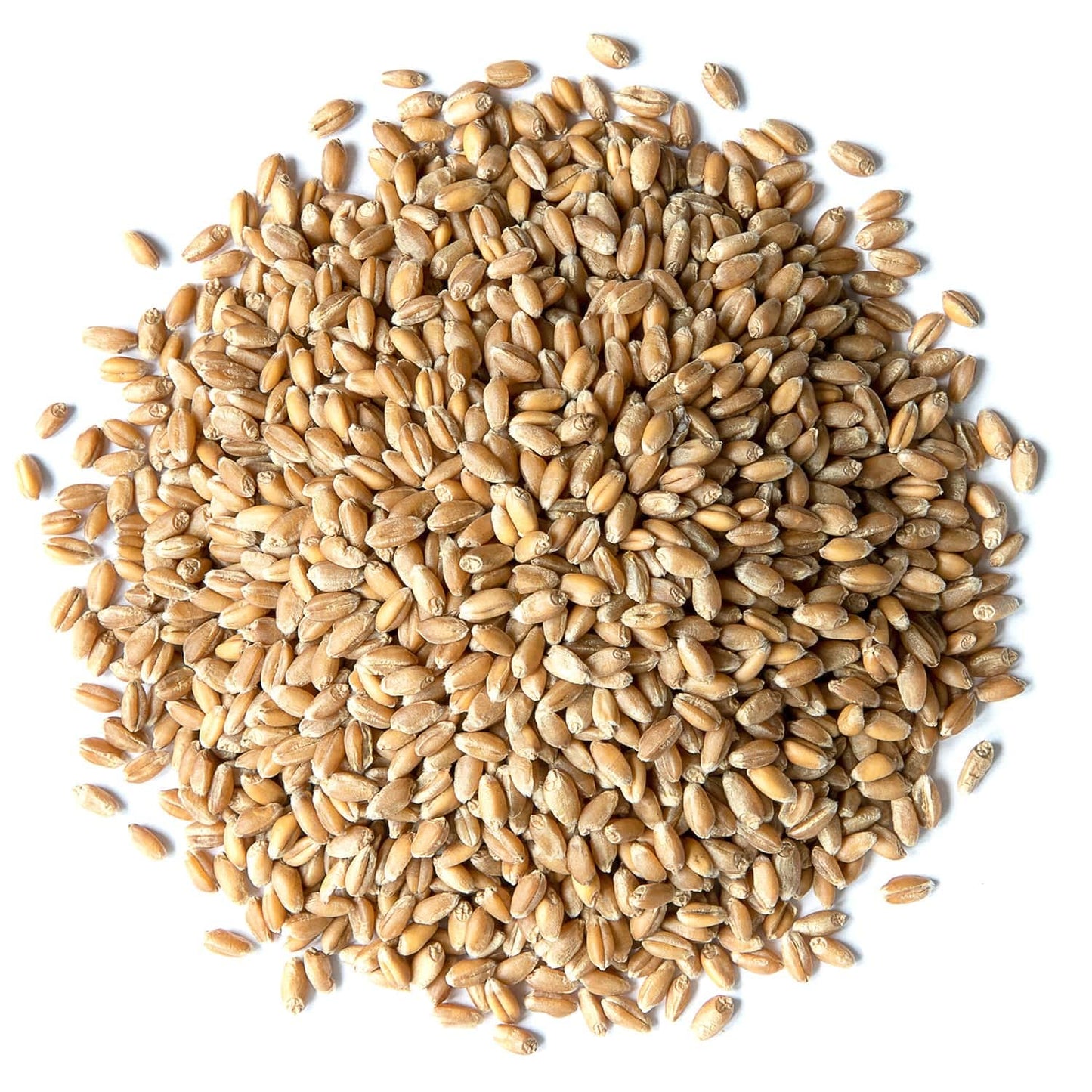 Food To Live Hard Red Wheat Berries, 15 Pounds - Sprouting For Wheatgrass, Kosher, Raw, Vegan, Bulk