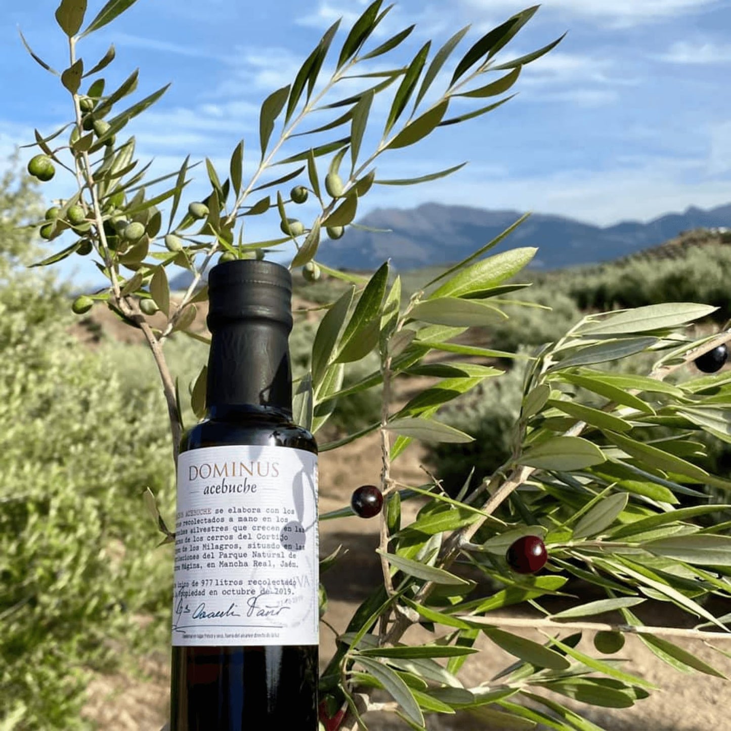 Generic Extra Virgin Olive Oil, 250 mL, Polyphenol Rich, Cold Pressed, Imported from Spain, Organic, Acebuchina Variety