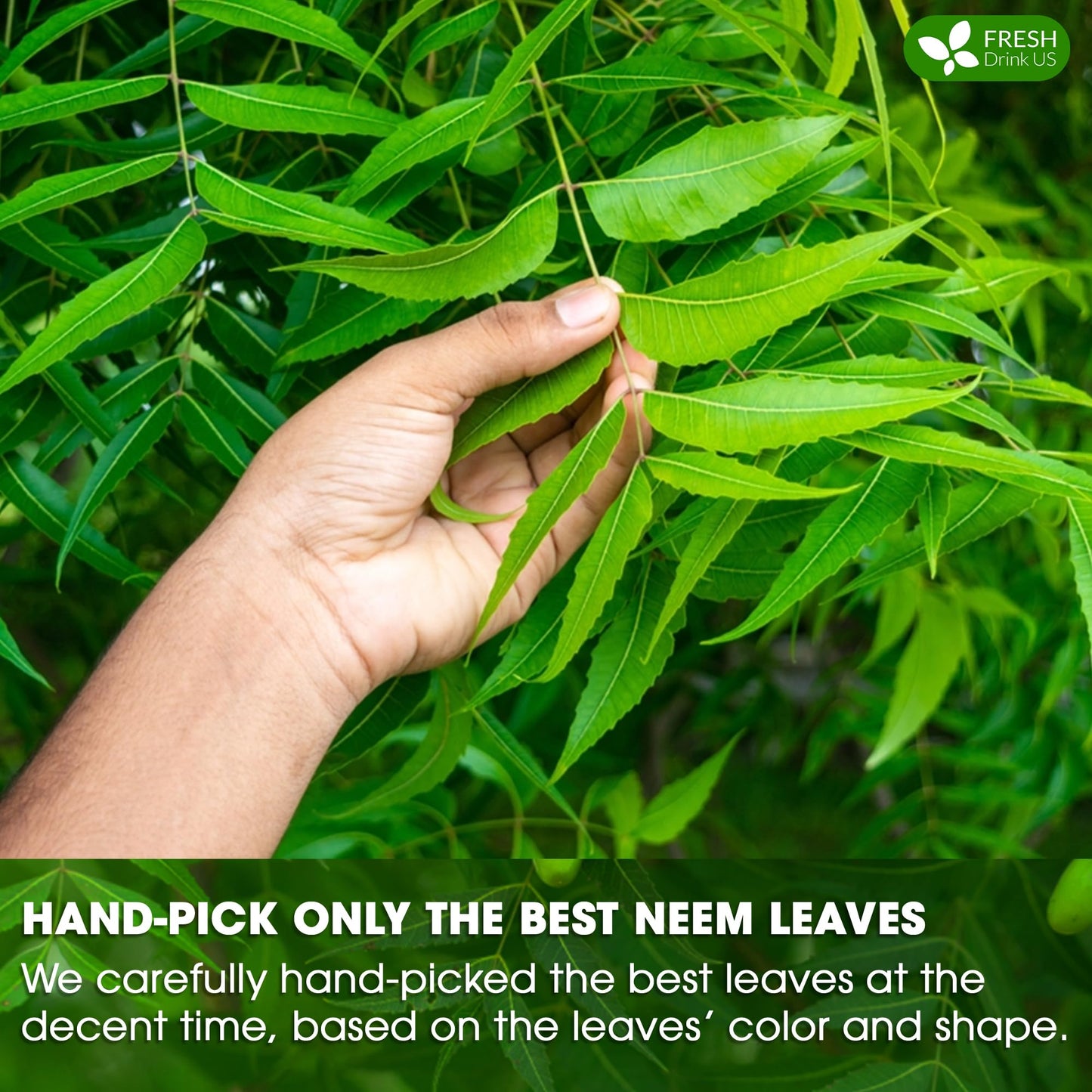 FRESHDRINKUS Neem Leaf Tea Bags, 100% Natural Herbal Tea, Vegan, 100 Count