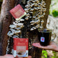 Teeccino Mushroom Herbal Tea - Turkey Tail & Astragalus - Caffeine Free, Prebiotic - 25 Tea Bags