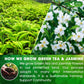 Premium Jasmine Green Tea Bags. Jasmine Green Herbal Tea. Made with Natural Material Tea Bags. No Sugar, No Gluten, Vegan.