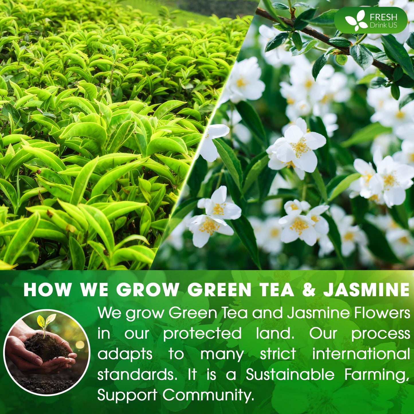 Freshdrinkus, Premium 135 Jasmine Green Tea Bags, 100% Natural & Pure From Jasmine Green Tea. Jasmine Green Herbal Tea. Made Wit