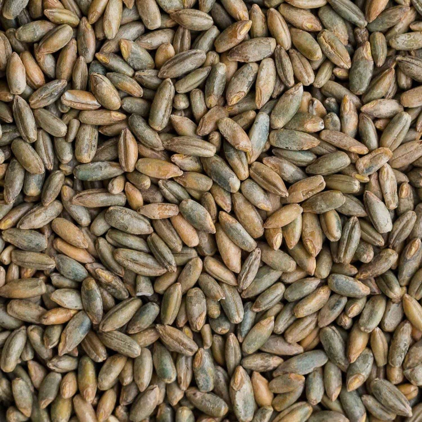 12 oz Signature Rye Berries - Organic and Healthy, High in Fiber and Iron - 12 oz Bag of Rye Berries