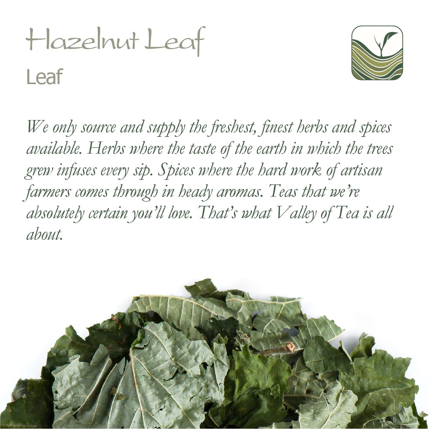 Hazelnut Leaf Tea - Corylus Avellana - Hazelnut Tea Hazel Nuts