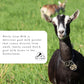 Mt. Capra Whole Goat Milk Powder, Non-GMO, A2, Easy to Digest, 40 Ounce