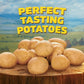 Ore-Ida Crispy Tater Tots Seasoned Shredded Frozen Potatoes, 32 oz Bag
