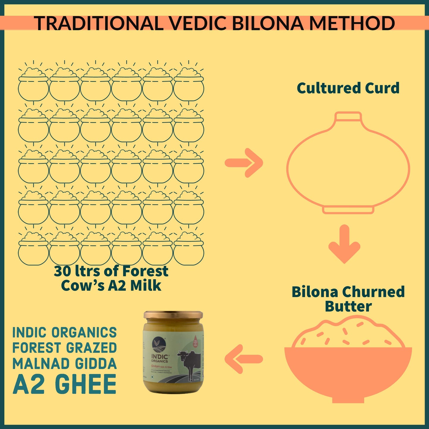 Indic Organics Forest Grazing Rare Malnad Gidda Desi Cows A2 Ghee From Western Ghats Of Karnataka Ayurvedic & Medicinal Bilona G