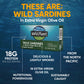 Wild  t Wild Sardines in Extra Virgin Olive Oil, Lightly Smoked, 4.4 Ounce (Pack of 12), Non-GMO, Gluten Free