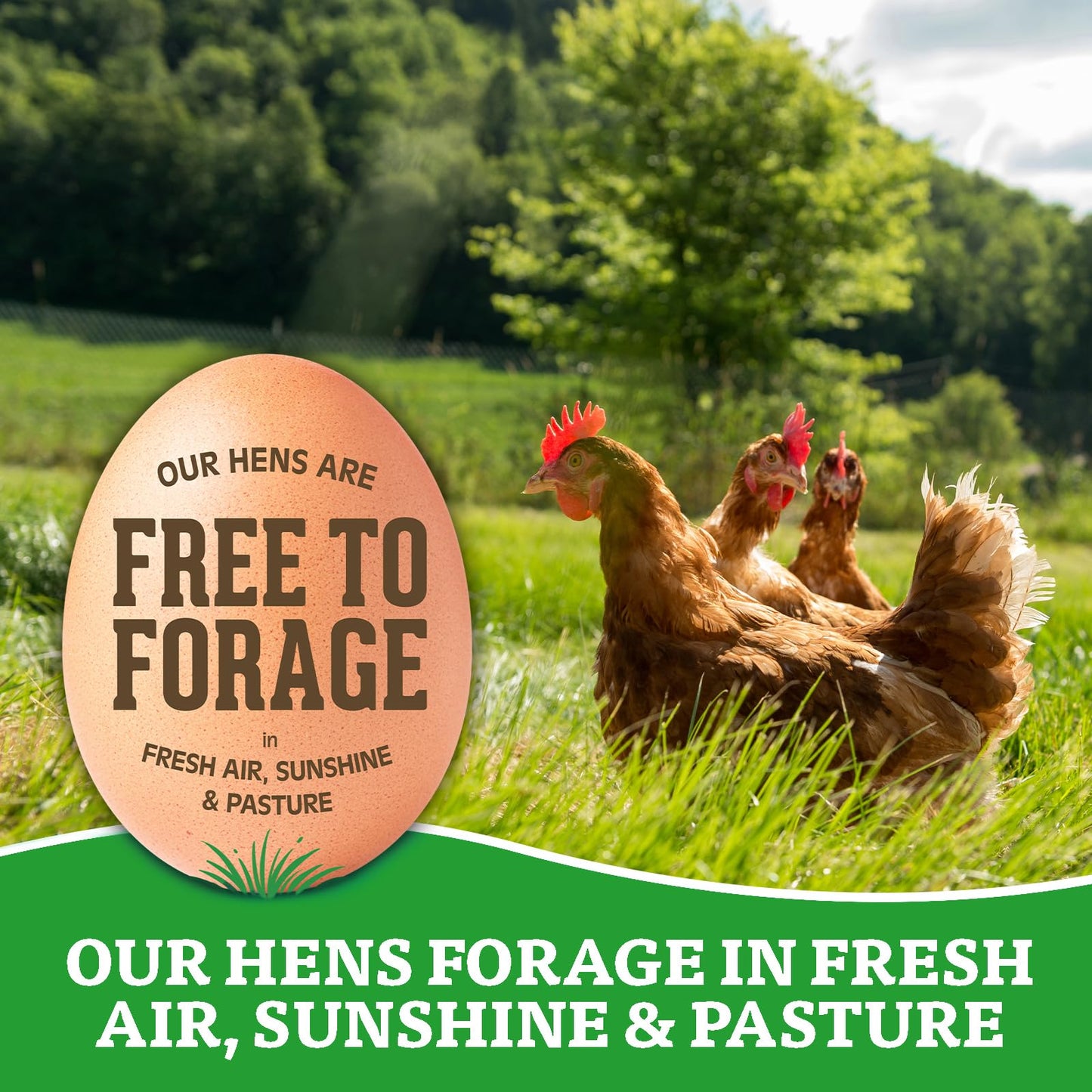 Organic Valley, Organic Free-Range Medium Brown Eggs - 18 ct