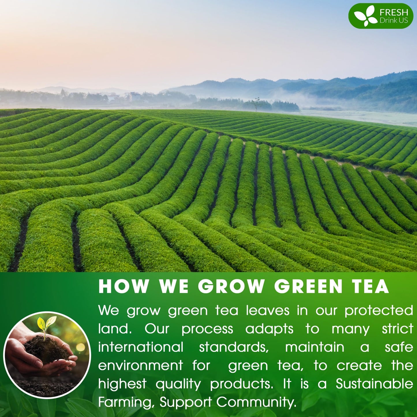 FRESHDRINKUS Green Tea Bags, 100% Natural & Pure Herbal Tea, 175 Count